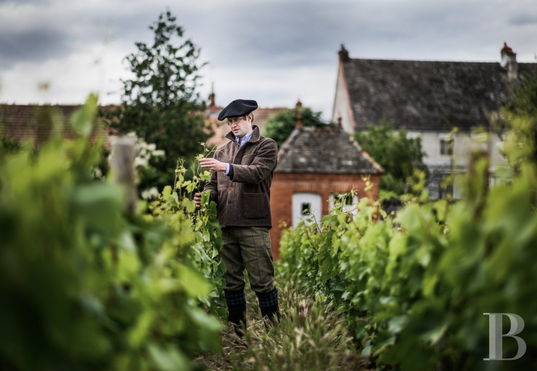 En Bourgogne, au sud de Beaune, un château affilié aux grands vignobles et à la permaculture - photo  n°36