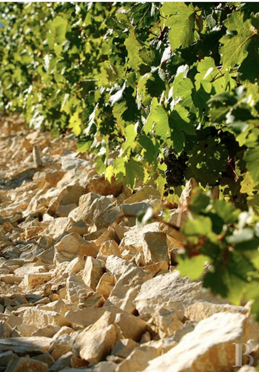 vignobles a vendre languedoc roussillon domaine viticole - 10