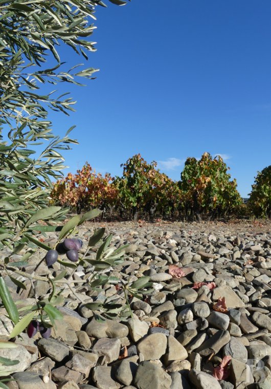 vignobles a vendre languedoc roussillon domaine viticole - 6