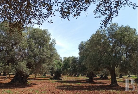 À Carovigno, dans les Pouilles, un terrain de six hectares, sur le «Chemin des oliviers»